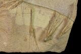 Plate Of Ordovician Crinoid Fossils - Marzane, Morocco #171271-2
